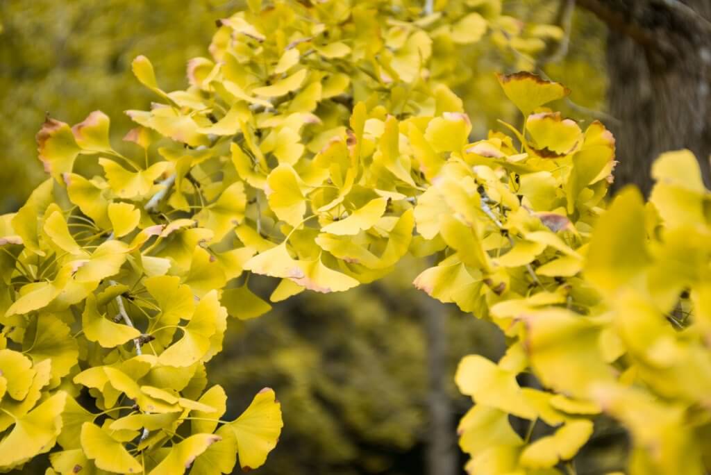 ginkgo biloba mémoire