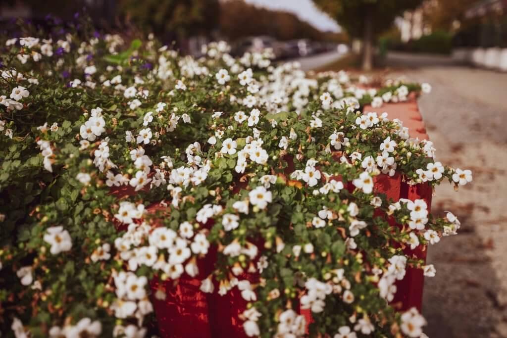 Bacopa monnieri mémoire
