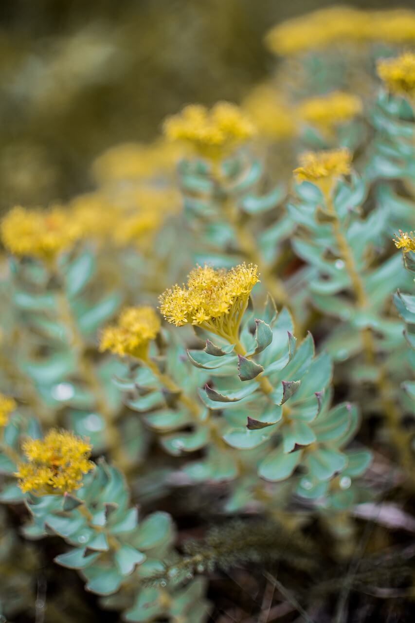 complément Rhodiola rosea mémoire